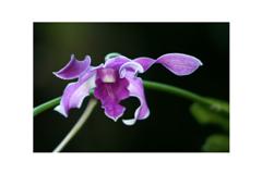 Orchid 8 x 12 inch