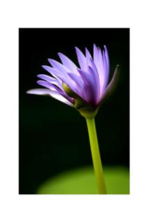 Water Lilly 8 x 12 inch